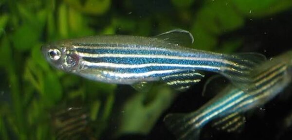 Zebrabärbling / Brachydanio rerio