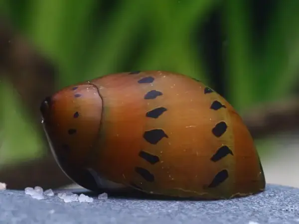Vittina semiconica / Ornament-Rennschnecke