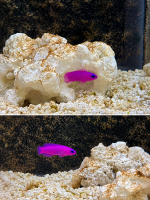 König-Salomon-Zwergbarsch / Pseudochromis fridmani