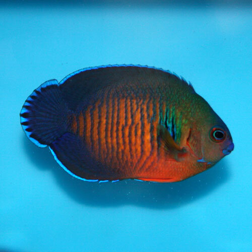 Blauflossen Zwergkaiser / Centropyge multispinis