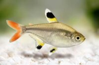 Sternflecksalmler / Pristella maxillaris
