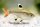 Sternflecksalmler / Pristella maxillaris