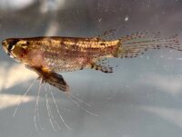 Schmetterlingsfisch / Pantodon Bucholzi