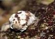 Babylonia sp. / Babylon-Schnecke