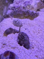 Babylonia sp. / Babylon-Schnecke