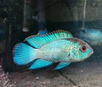 Stahlblauer Buntbarsch / Andinoacara pulcher Electric Neon