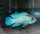 Stahlblauer Buntbarsch / Andinoacara pulcher Electric Neon