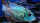 Stahlblauer Buntbarsch / Andinoacara pulcher Electric Neon