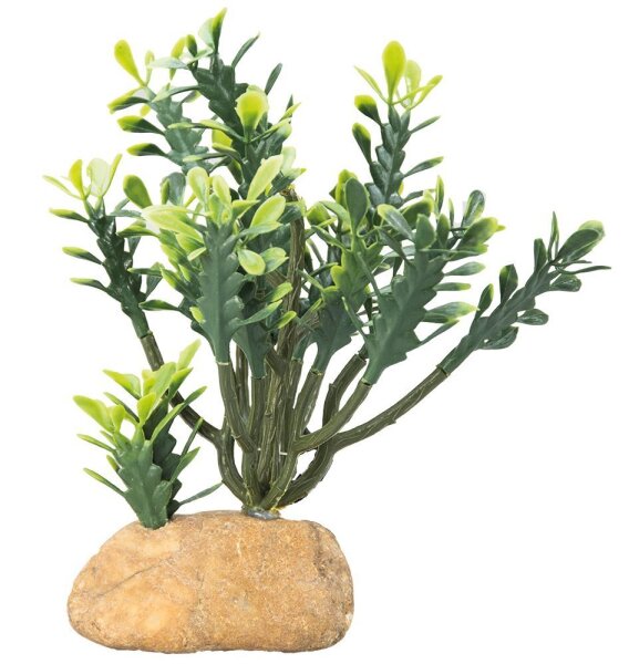 Euphorbia M Kaktus 15x7x16 cm Terrarienpflanze Hobby