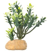 Euphorbia M Kaktus 15x7x16 cm Terrarienpflanze Hobby