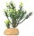 Euphorbia M Kaktus 15x7x16 cm Terrarienpflanze Hobby