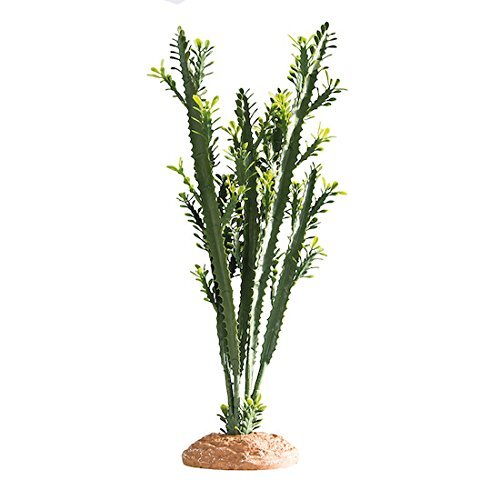 Euphorbia L Kaktus 25x10x46cm Terrarienpflanze Hobby