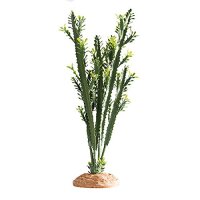 Euphorbia L Kaktus 25x10x46cm Terrarienpflanze Hobby
