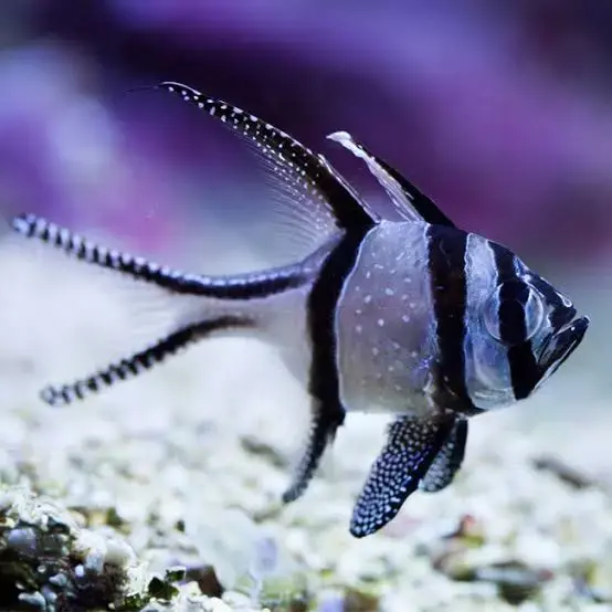 Banggai Kardinalsbarsch / Pterapogon kauderni