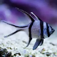 Banggai Kardinalsbarsch / Pterapogon kauderni