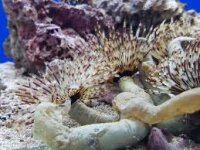 Röhrenwurm / Sabellastarte indica