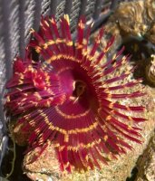 Röhrenwurm / Sabellastarte indica