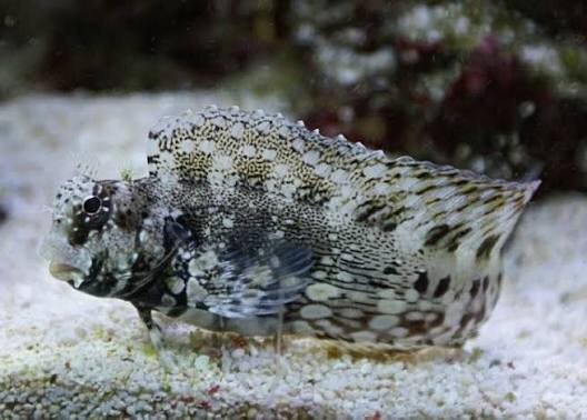 Juwelen Felshüpfer , Algenfresser / Salarias fasciatus