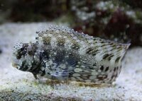 Juwelen Felshüpfer , Algenfresser / Salarias fasciatus