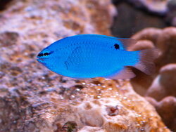 Saphir Demoiselle / Chrysiptera cyanea