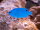 Saphir Demoiselle / Chrysiptera cyanea