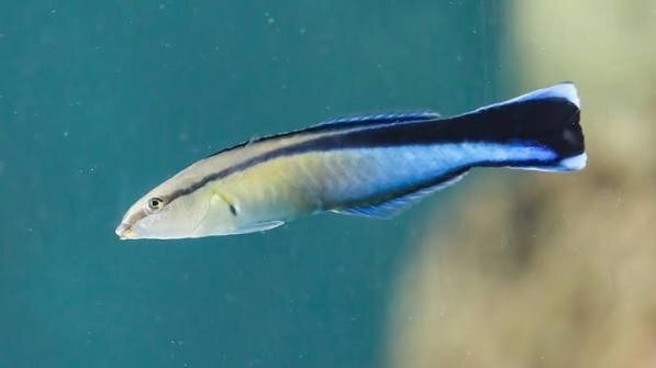 Putzerlippfisch / Labroides dimidiatus