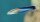 Putzerlippfisch / Labroides dimidiatus