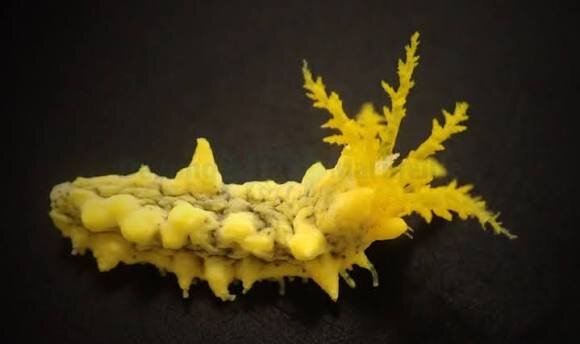 Colochirus robustus / Gelbe Seegurke