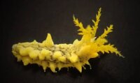 Colochirus robustus / Gelbe Seegurke