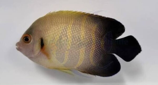 Perlschuppen Zwergkaiserfisch / Centropyge vroliki