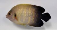 Perlschuppen Zwergkaiserfisch / Centropyge vroliki