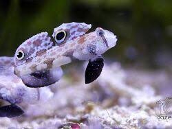 Krabbenaugen-Grundel / Signigobius biocellatus