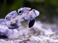 Krabbenaugen-Grundel / Signigobius biocellatus