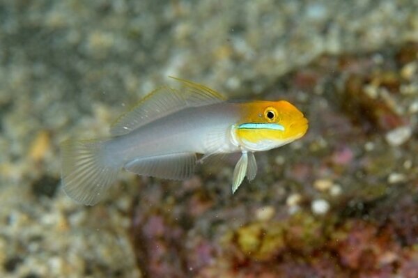 Goldstirn Schläfergrundel / Valenciennea strigata