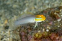 Goldstirn Schläfergrundel / Valenciennea strigata