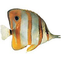 Orangebinden-Pinzettfisch / Chelmon rostratus