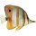 Orangebinden-Pinzettfisch / Chelmon rostratus