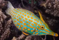Harlekin Feilenfisch / Oxymonacanthus longirostris