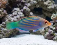 Sechsstreifen  - Zwerglippfisch / Pseudocheilinus hexataenia