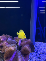 Hawaii Doktorfisch / Zebrasoma flavescens