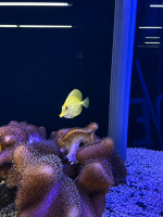 Hawaii Doktorfisch / Zebrasoma flavescens