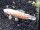 Albino Schwielenwels / Hoplosternum thoracatum albino