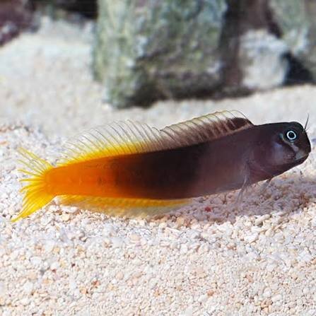 Zweifarbiger schleimfisch / Ecsenius bicolor