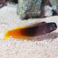 Zweifarbiger schleimfisch / Ecsenius bicolor
