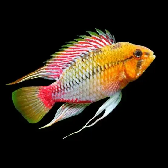 Rotstrich zwergbuntbarsch / Apistogramma hongsloi