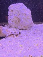 Augenfleck - Mandarinfisch / Synchiropus ocellatus