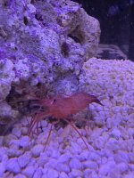 Peppermintgarnele / Lysmata wurdemanni