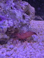 Peppermintgarnele / Lysmata wurdemanni