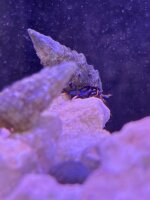 Blaubein Einsiedler / Clibanarius tricolor