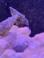 Blaubein Einsiedler / Clibanarius tricolor